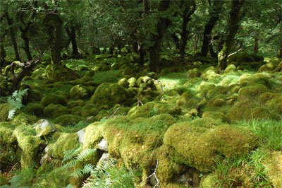 Old Kenmare Road, Co Kerry, Ireland