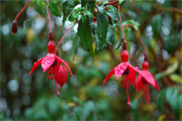 Flora, Fuschia, Lee Valley, Cork