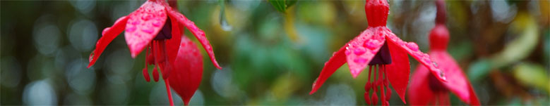 Flora Fuschia West Cork Ireland